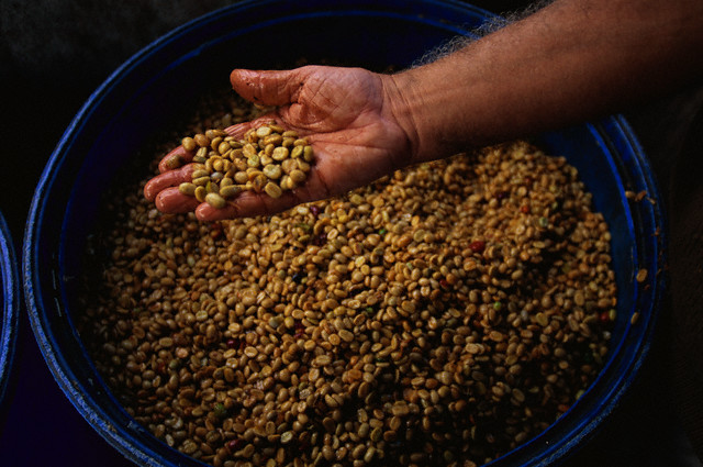 Hand with Fermenting Green Coffee Beans Hand with Fermenting Green Coffee Beans