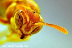 wasp-repellent_7-interesting-uses-for-coffee-20101126224847_ebe0a9c64090253067abf6267ae3bf3a