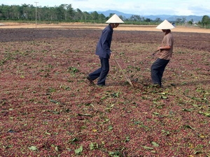 Nông dân tự sản xuất phân vi sinh từ vỏ hạt càphê Nông dân tự sản xuất phân vi sinh từ vỏ hạt càphê