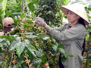 Hơn 2.800 tỷ đồng đầu tư tái canh cà phê Robusta già cỗi Hơn 2.800 tỷ đồng đầu tư tái canh cà phê Robusta già cỗi