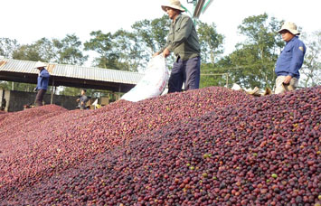 Ngành cà phê gặp… hạn Ngành cà phê gặp… hạn