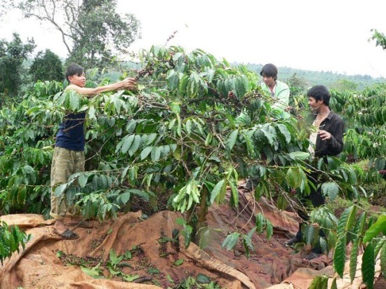 Giá cà phê giảm sâu Giá cà phê giảm sâu
