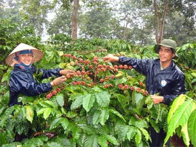 Người trồng cà phê có nhiều cơ hội Người trồng cà phê có nhiều cơ hội