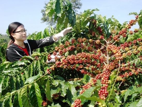 ‘Chật vật’ đòi lại thương hiệu cà phê Buôn Ma Thuột ‘Chật vật’ đòi lại thương hiệu cà phê Buôn Ma Thuột