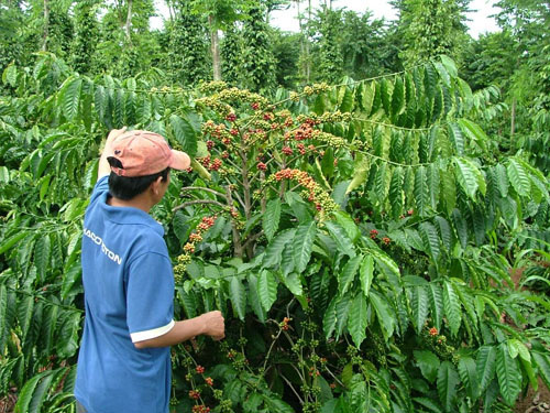Cà phê mãi… đắng! Cà phê mãi… đắng!