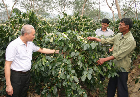 Cây cà phê trên đất Mường Ảng: Hoa thơm đã cho quả ngọt Cây cà phê trên đất Mường Ảng: Hoa thơm đã cho quả ngọt