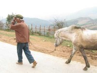 Chuyện cười đầu năm Ngựa Chuyện cười đầu năm Ngựa